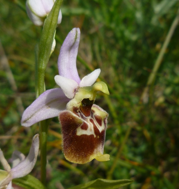 Ophrys (h.) dinarica variazioni